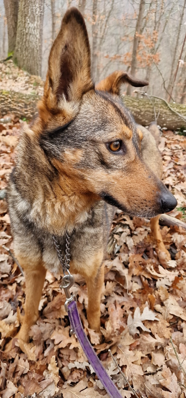 Lila