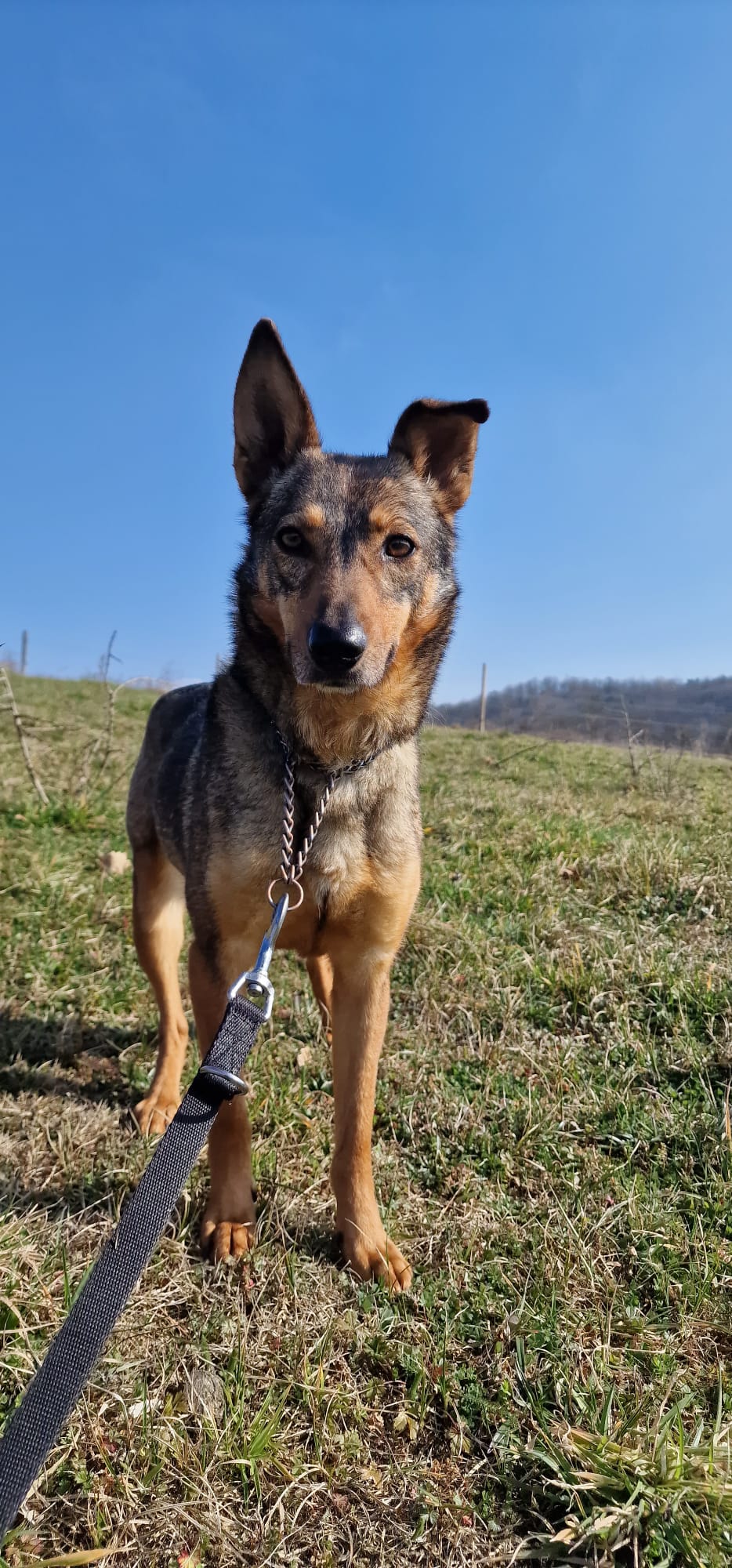Lila